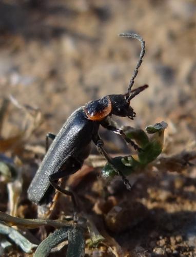 Cantharis pulicaria